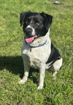 Border Collie Dogs Available for Adoption - GEORGE | PetCurious