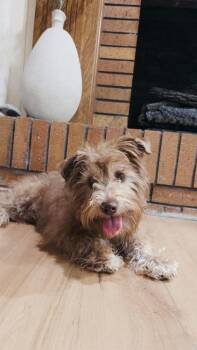 Poodle and Schnauzer Dogs Available for Adoption - Teddy | PetCurious