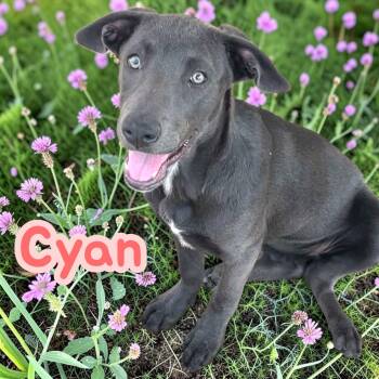 Cyan - fun, friendly, snuggly -  Labrador Retriever Dog for Adoption in Chuckey, Tennessee - Cyan - Fun, Friendly, Snuggly | PetCurious