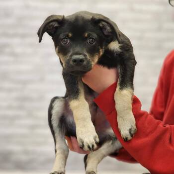 Santa Claws -  Terrier and Mixed Breed Dog for Adoption in Montgomery, Alabama - Santa Claws | PetCurious