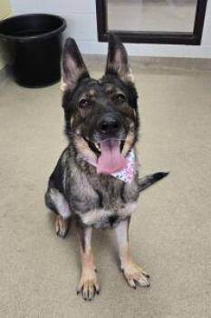Xena -  German Shepherd Dog Dog for Adoption in Bucyrus, Ohio - Xena | PetCurious