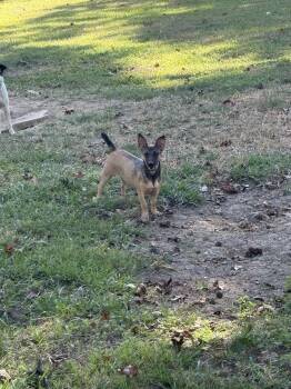 Rescue Miniature Pinscher Dogs for Adoption in Spring, Texas - Lulu | PetCurious