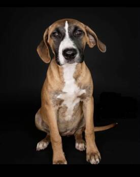 Reba -  Pit Bull Terrier and Black And Tan Coonhound Dog for Adoption in Beavercreek, Oregon - Reba | PetCurious
