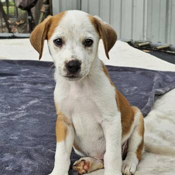 Pointer Dogs Available for Adoption in Cleveland, Texas - Edward | PetCurious