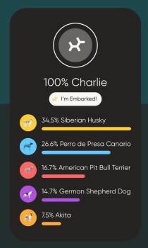 Husky and Presa Canario Dogs Available for Adoption in Phoenix, Arizona - Ajo | PetCurious