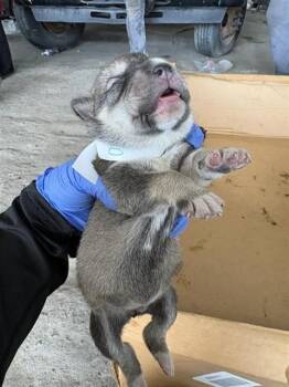 A660820 -  Labrador Retriever and Siberian Husky Dog for Adoption in Houston, Texas - A660820 | PetCurious