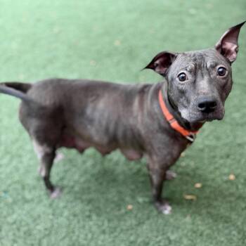 BeeBee -  American Staffordshire Terrier Dog for Adoption in Fullerton, Pennsylvania - BeeBee | PetCurious