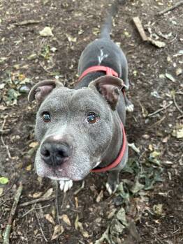 Rescue Pit Bull Terrier Dogs for Adoption in Powder Springs, Georgia - Biggie | PetCurious