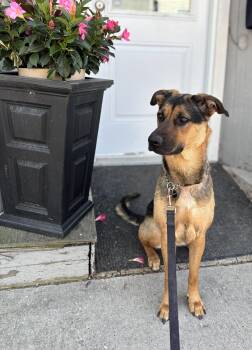 Sage -  Shepherd Dog for Adoption in Georgina, Ontario - Sage | PetCurious