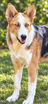 Hank -  Australian Shepherd and Husky Dog for Adoption in Salamanca, New York - Hank | PetCurious