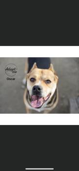 Terrier and Rottweiler Dogs Available for Adoption in New Haven, Connecticut - Oscar | PetCurious
