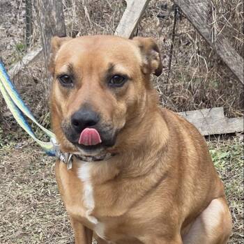 Australian Shepherd and Carolina Dog Dogs Available for Adoption - Nola | PetCurious