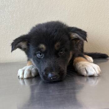 Turbo -  Mixed Breed Dog for Adoption in Clavet, Saskatchewan - Turbo | PetCurious
