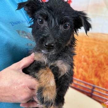 Jarrah -  Border Collie and Australian Cattle Dog Blue Heeler Dog for Adoption in Normal, Illinois - Jarrah | PetCurious