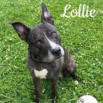 Lollie -  Pit Bull Terrier Dog for Adoption in Washington, Pennsylvania - Lollie | PetCurious