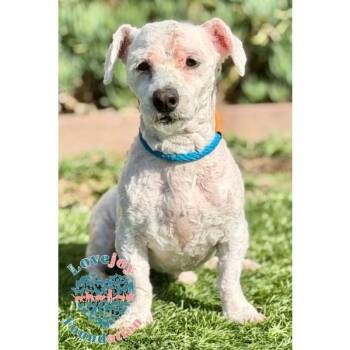 Rescue Miniature Poodle Dogs for Adoption in Inglewood, California - Arthur COH | PetCurious