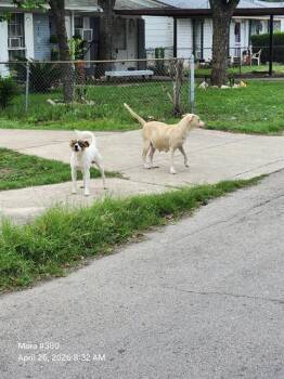 American Staffordshire Terrier Dogs Available for Adoption in San Antonio, Texas - CANDY | PetCurious