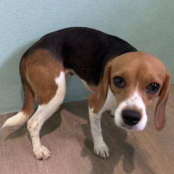 Tater Tot 2353 -  Beagle Dog for Adoption in Loxahatchee Groves, Florida - Tater Tot 2353 | PetCurious