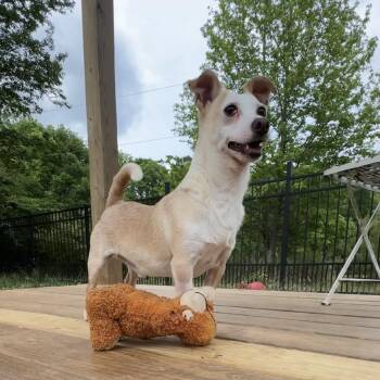 Peanut -  Jack Russell Terrier and Chihuahua Dog for Adoption in Lancaster, South Carolina - Peanut | PetCurious