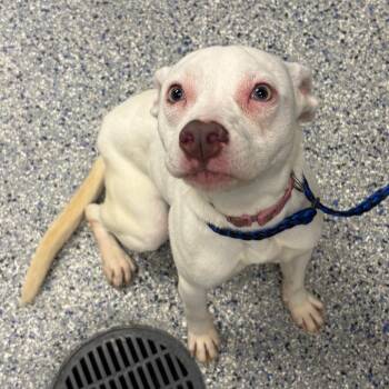 Rumi -  Mixed Breed Dog for Adoption in Greenville, South Carolina - Rumi | PetCurious