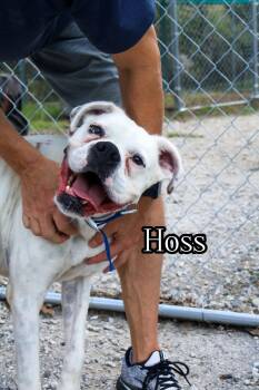 Rescue Boxer Dogs for Adoption in Woodbury, Minnesota - Hoss | PetCurious