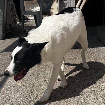 Gigi (Giovana) -  Border Collie Dog for Adoption in Watertown, New York - Gigi (Giovana) | PetCurious