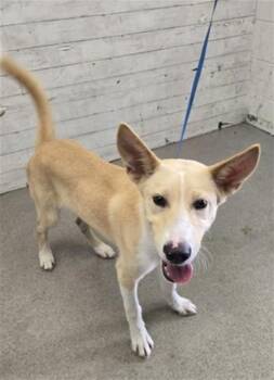 JUNIOR -  German Shepherd Dog Dog for Adoption in San Bernardino, California - JUNIOR | PetCurious