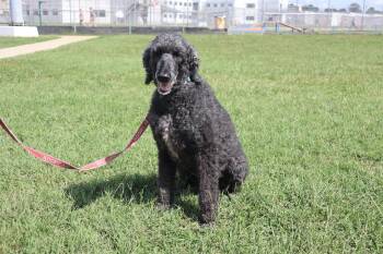 Piper -  Poodle Dog for Adoption in Goshen, Kentucky - Piper | PetCurious