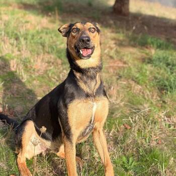 Cody -  Shepherd and Mixed Breed Dog for Adoption in Portland, Oregon - Cody | PetCurious