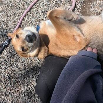 Mixed Breed and German Shepherd Dog Dogs Available for Adoption in West Olive, Michigan - Tango | PetCurious