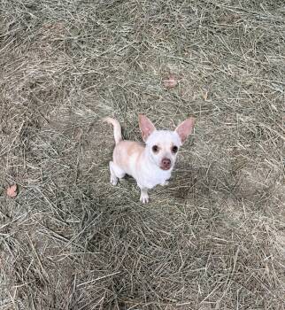 Rescue Chihuahua Dogs for Adoption in Davis, California - Mouse | PetCurious
