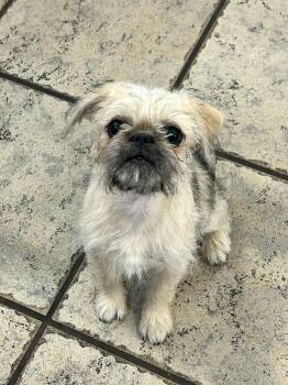 Brussels Griffon Dogs Available for Adoption in Phoenix, Arizona - Potato Puppies - Malibu | PetCurious