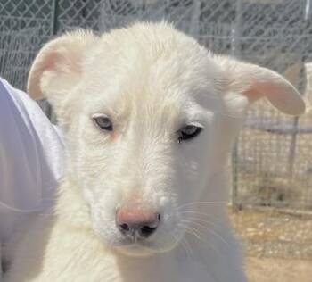 Labrador Retriever Dogs Available for Adoption in San Luis, Colorado - Snowball | PetCurious