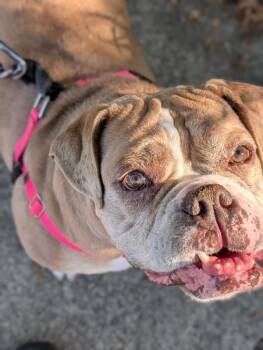 Silvy -  American Bulldog Dog for Adoption in Santa Rosa, California - Silvy | PetCurious