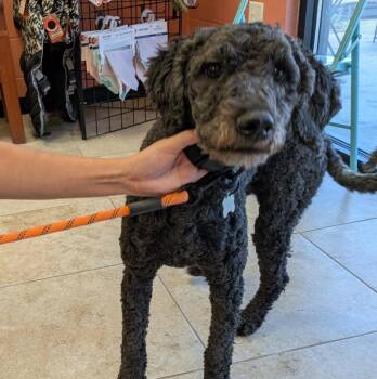 Myla -  Poodle and Bernese Mountain Dog Dog for Adoption in Logan, Utah - Myla | PetCurious