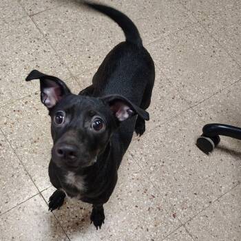 Luna del Mar -  Chihuahua and Mixed Breed Dog for Adoption in Vieques, Vieques - Luna Del Mar | PetCurious