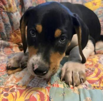 Mixed Breed Dogs Available for Adoption - Psyduck | PetCurious