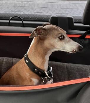 Italian Greyhound Dogs Available for Adoption - Apollo | PetCurious