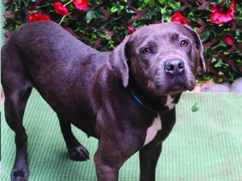 EYWAY -  Pit Bull Terrier Dog for Adoption in Charlotte, North Carolina - EYWAY | PetCurious