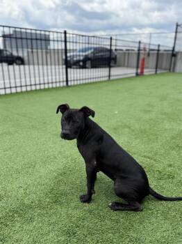 CANDY -  Pit Bull Terrier Dog for Adoption in Charlotte, North Carolina - CANDY | PetCurious