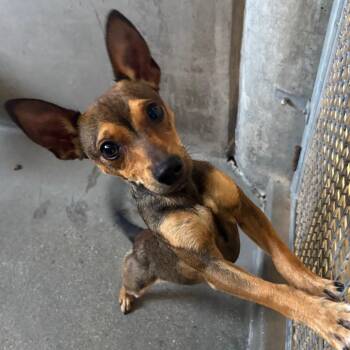 Taylen -  Chihuahua Dog for Adoption in Middletown, New York - Taylen | PetCurious