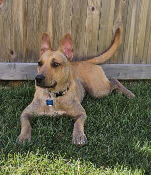 Rescue Shepherd and Retriever Dogs for Adoption in Plainfield, Illinois - Ginny | PetCurious
