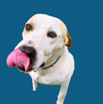 Hound and Boxer Dogs Available for Adoption in Green Ridge, Missouri - Beau - A Beautiful Loving Soul | PetCurious