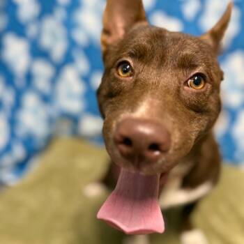 German Shepherd Dog and Cardigan Welsh Corgi Dogs Available for Adoption - Matilda | PetCurious