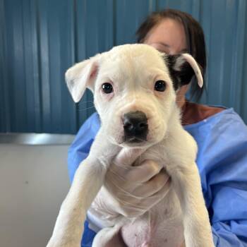 Henry -  American Staffordshire Terrier and Mixed Breed Dog for Adoption in Taos, New Mexico - Henry | PetCurious