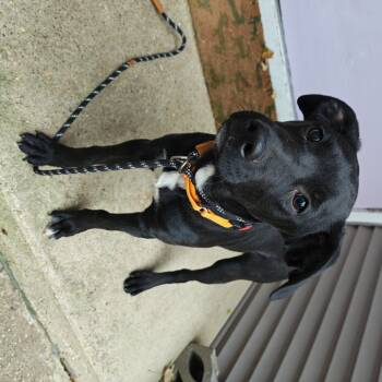 Rescue Labrador Retriever and Mixed Breed Dogs for Adoption in Madison, Wisconsin - Churri | PetCurious