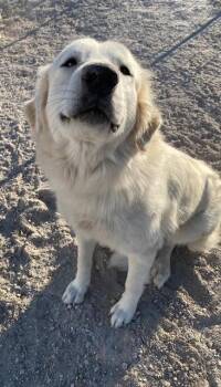 Rescue Great Pyrenees Dogs for Adoption in Massillon, Ohio - Noel | PetCurious