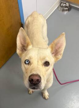 Thor -  Shepherd Dog for Adoption in Hartsville, South Carolina - Thor | PetCurious