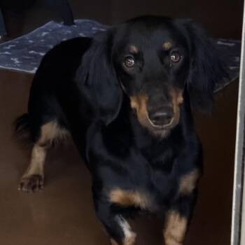 Mama Mia -  Dachshund Dog for Adoption in Las Vegas, Nevada - Mama Mia | PetCurious