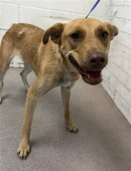 MAGGIE -  German Shepherd Dog and Mixed Breed Dog for Adoption in San Bernardino, California - MAGGIE | PetCurious